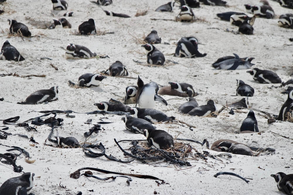 cape town penguins