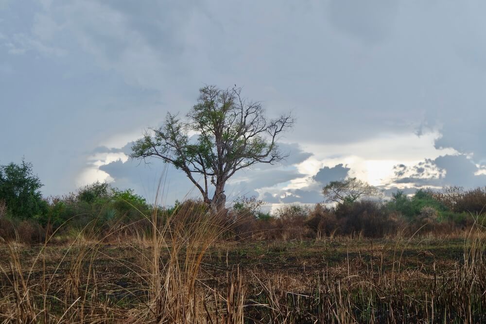 Landscape of the Okavango Delta