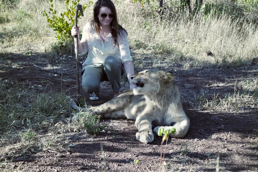 Eppie crouched down and stroking the hind leg of a lioness