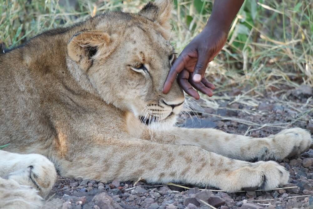 A handler stroking a lionesses nose