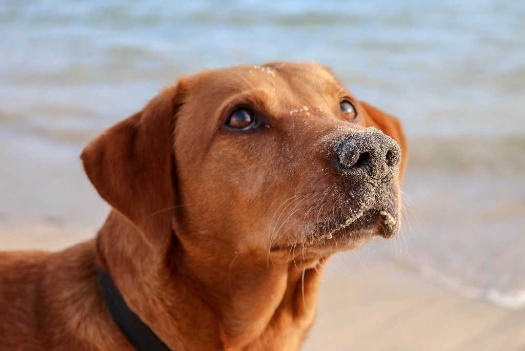 South West Cornwall - Dog with sandy nose