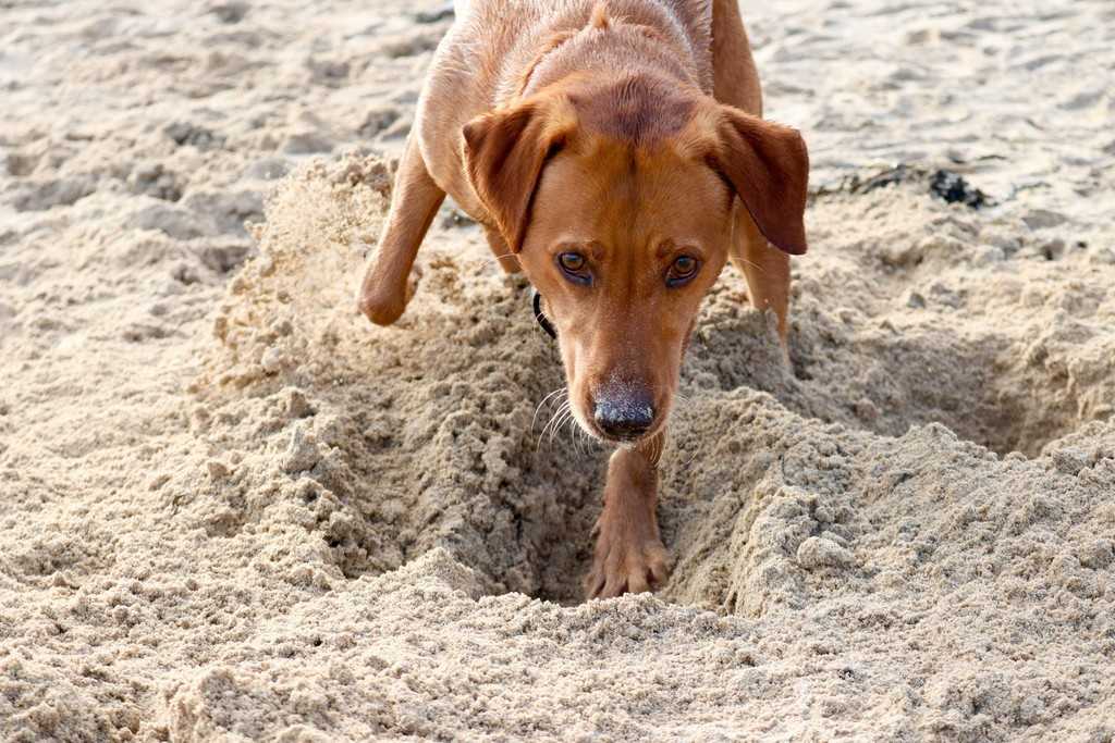 South West Cornwall - Dog digging hole in sand