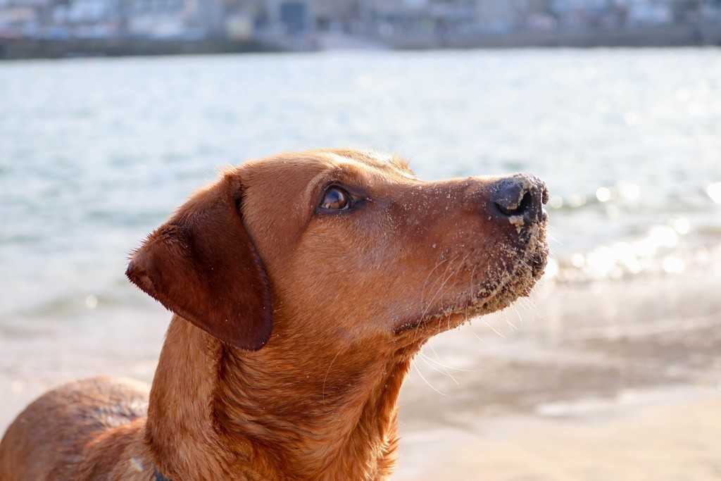 South West Cornwall - dog with sandy nose
