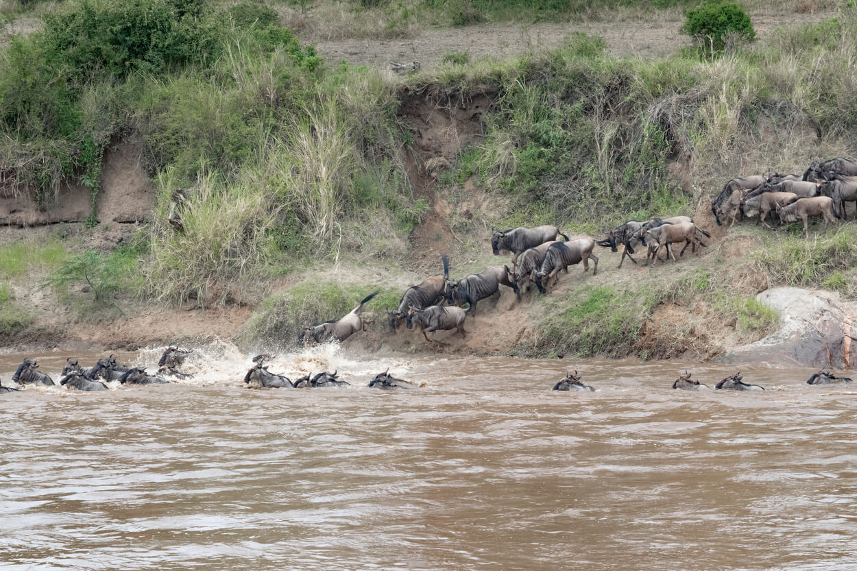 Great Migration - Tanzania safari honeymoon - TBTL