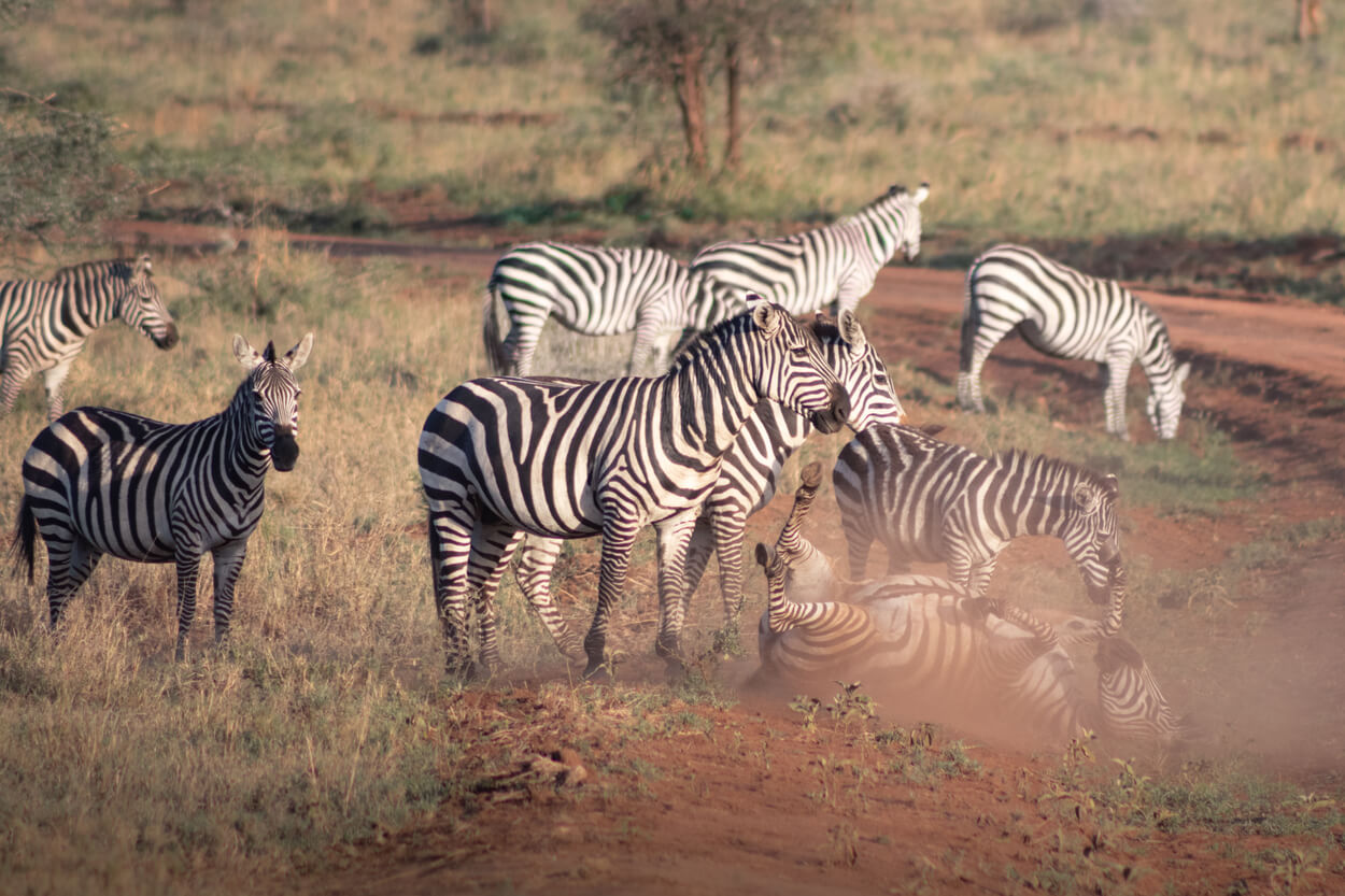 Tanzania safari honeymoon - TBTL
